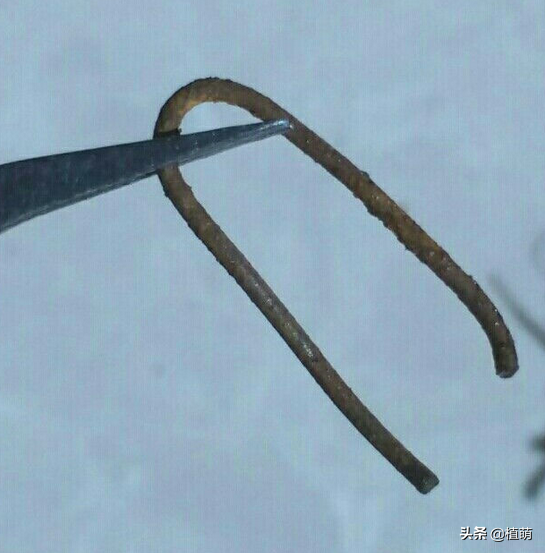 愛(ài)之蔓怎么繁殖，愛(ài)之蔓怎么爆盆?