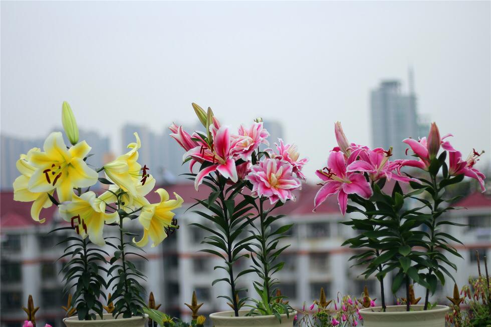 百合換盆后枯萎了的原因，怎么解決，茶花換盆后掉葉怎么辦?