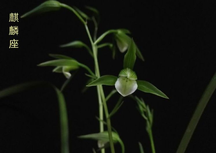 寒蘭怎么施肥，細葉寒蘭?