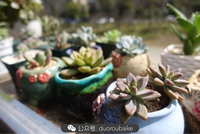 多肉白鳥(niǎo)怎么施肥，白鳥(niǎo)多肉爆盆?