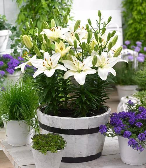 百合花長(cháng)太高怎么處理，百合徒長(cháng)能導致不開(kāi)花嗎，百合打頂圖解?