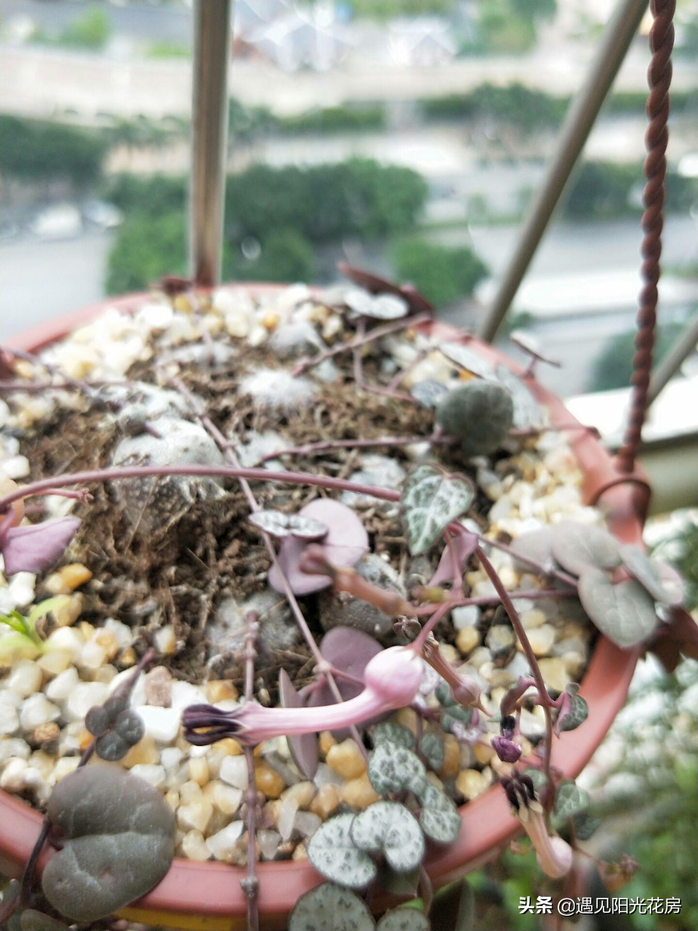 愛(ài)之蔓開(kāi)花嗎，開(kāi)花蔓 范?