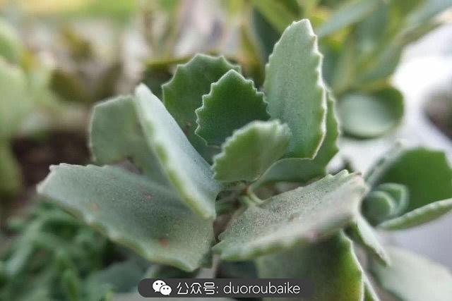 多肉白鳥(niǎo)怎么施肥，白鳥(niǎo)多肉爆盆?