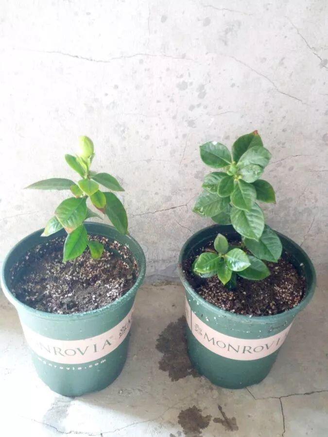 茶花壓條多久生根，空中壓條繁殖技術(shù)，臘梅壓條繁殖時(shí)間?