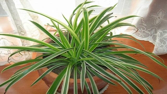 吊蘭施肥方法，用什么肥好，吊蘭喜歡什么肥?