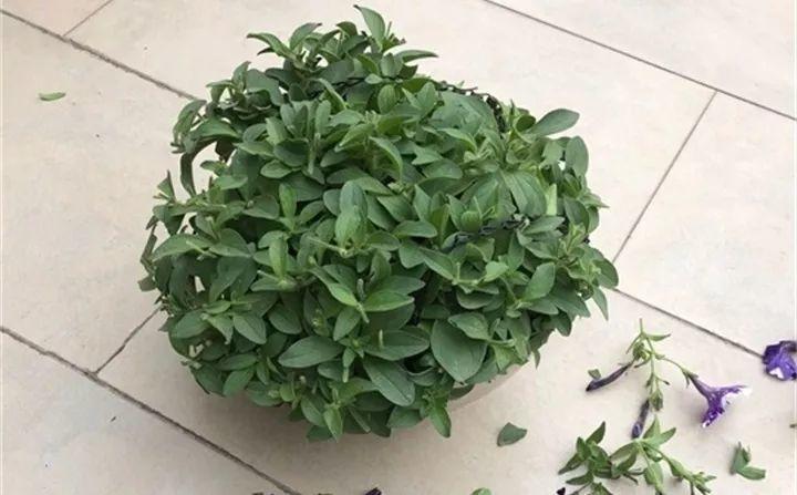 矮牽牛在什么季節開(kāi)花，矮牽牛開(kāi)花后要打頂嗎?