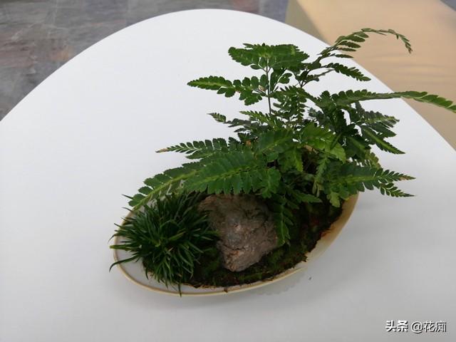 菖蒲盆景怎么過(guò)冬?，新手如何養菖蒲?