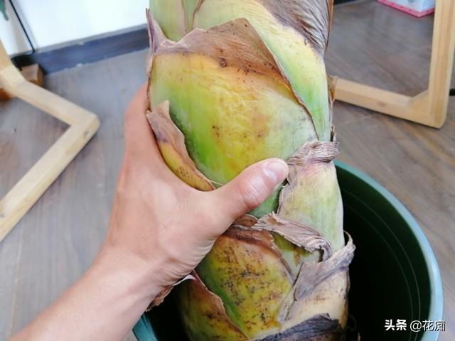 地涌金蓮開(kāi)花后怎么處理，爛莖了怎么辦，地涌金蓮花后怎么處理?