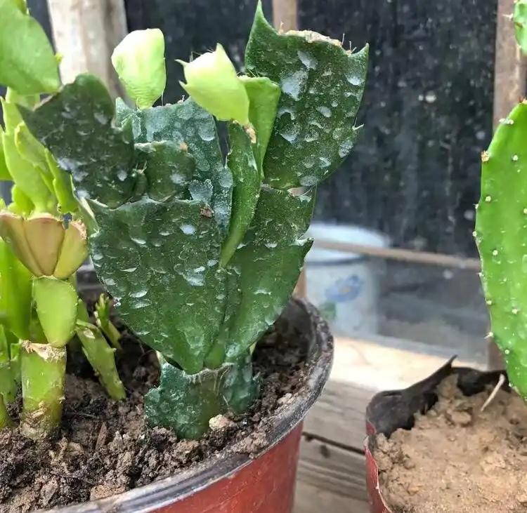 不夜城的分株繁殖，蝴蝶蘭是怎么繁殖的?