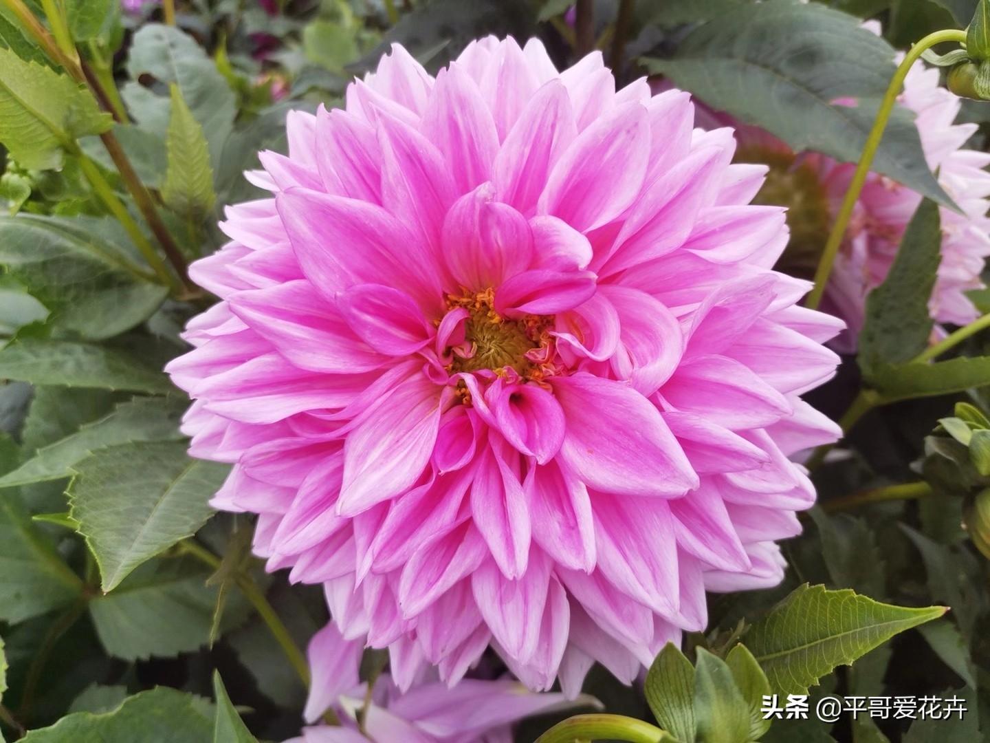 大麗花怎么過(guò)冬，冬天用挖出來(lái)嗎，大麗花能活幾年?