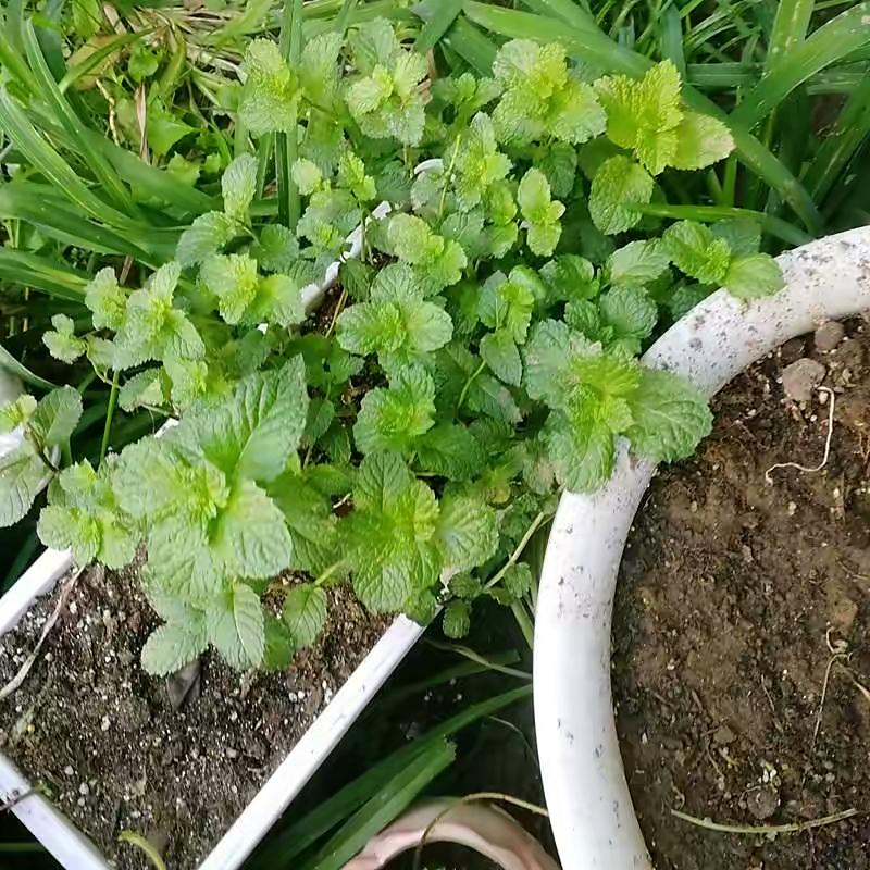 薄荷施什么肥，薄荷施肥時(shí)的兩大注意，盆栽薄荷施什么肥?