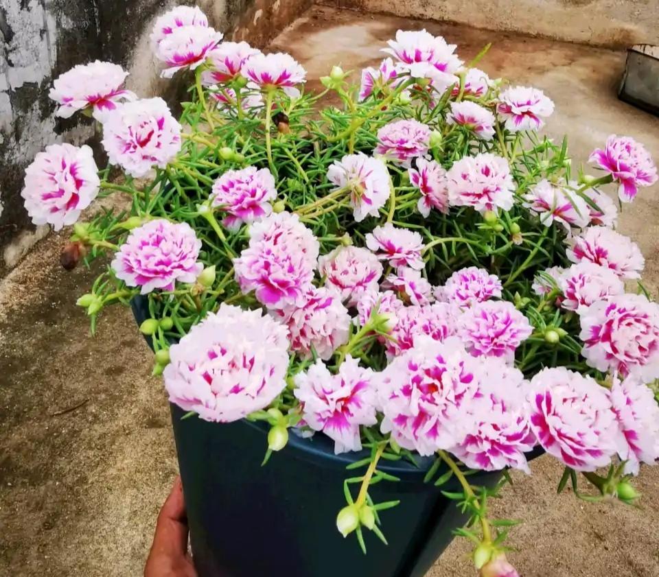 不夜城的分株繁殖，蝴蝶蘭是怎么繁殖的?