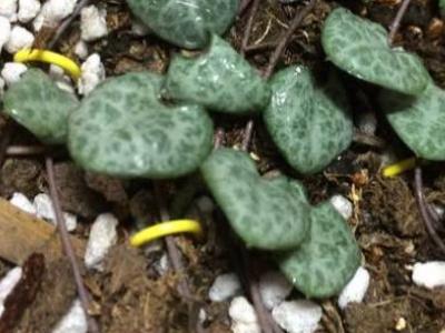 怎么讓愛(ài)之蔓爆盆，怎么扦插，愛(ài)之蔓錦怎么爆盆?