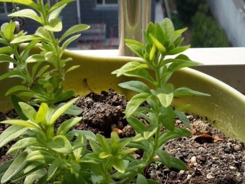 百萬(wàn)小鈴怎么修剪，如何快速復花，小玫瑰花謝了怎么修剪?