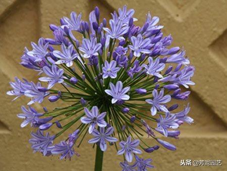 百子蓮怎么過(guò)冬，百子蓮北方室內過(guò)冬?