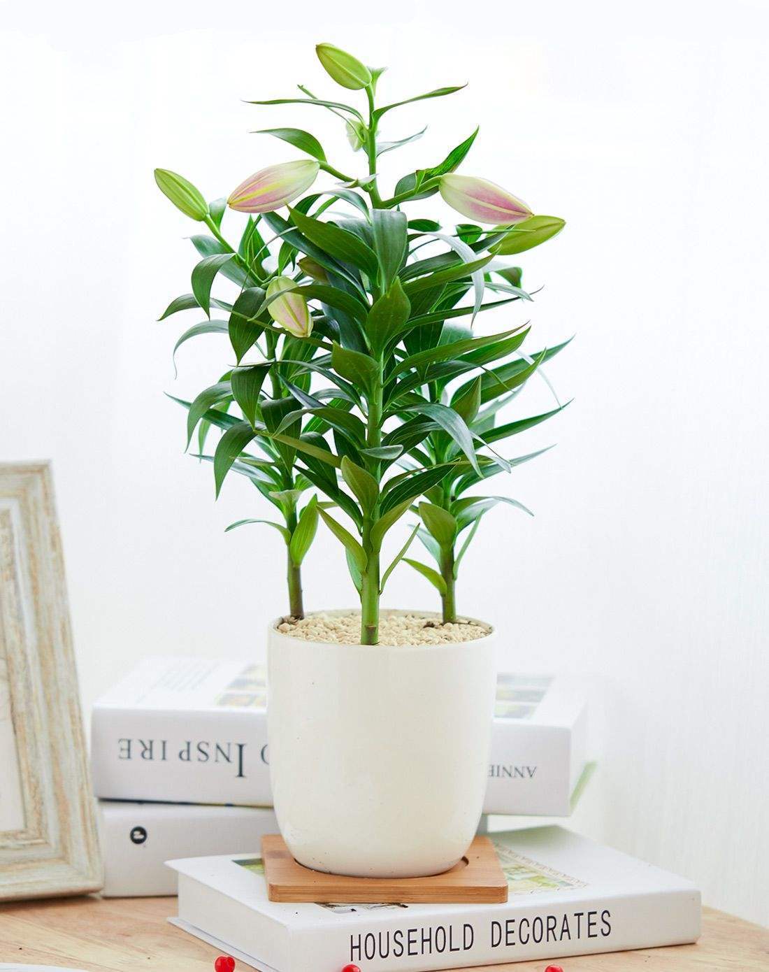 百合花長(cháng)太高怎么處理，百合徒長(cháng)能導致不開(kāi)花嗎，百合打頂圖解?