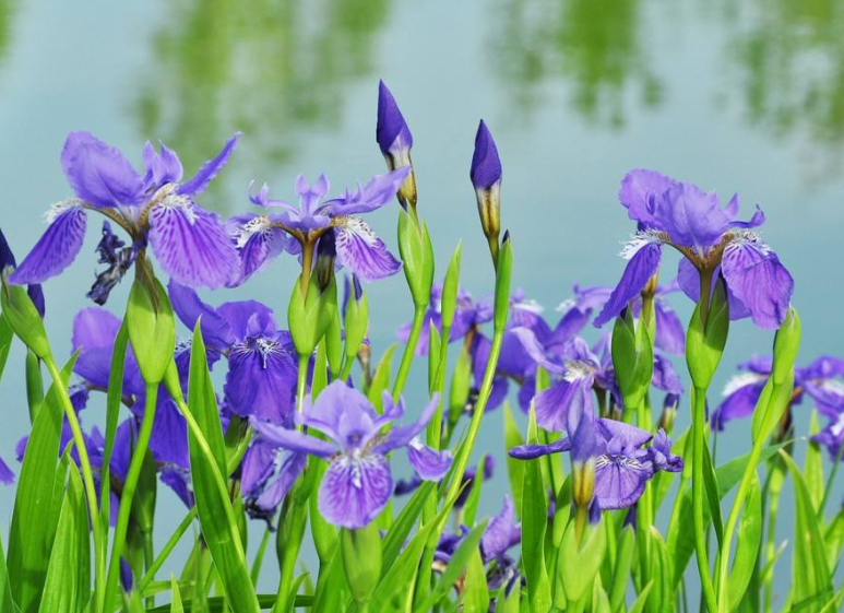 百萬(wàn)小鈴的繁殖方法，什么時(shí)候扦插，發(fā)財樹(shù)什么時(shí)候扦插好?