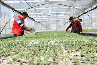 花椰菜種植前景怎么樣(農村夫婦種植30畝“致富菜”)