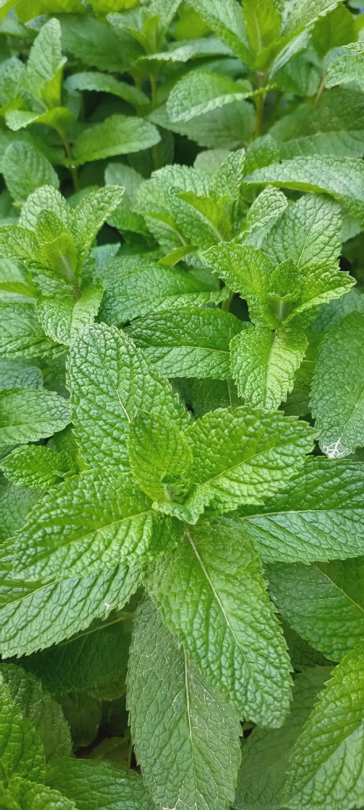 薄荷播種方法和時(shí)間，薄荷可以一年四季種嗎，薄荷四季常青嗎?