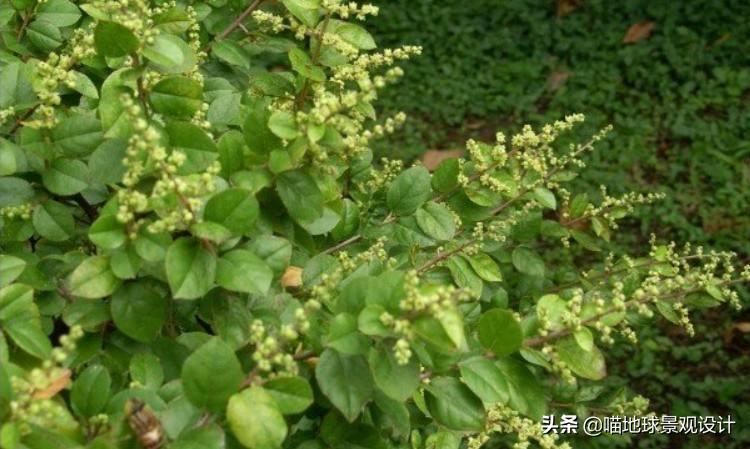 長(cháng)春蔓開(kāi)花嗎，長(cháng)春蔓和常春藤一樣嗎?