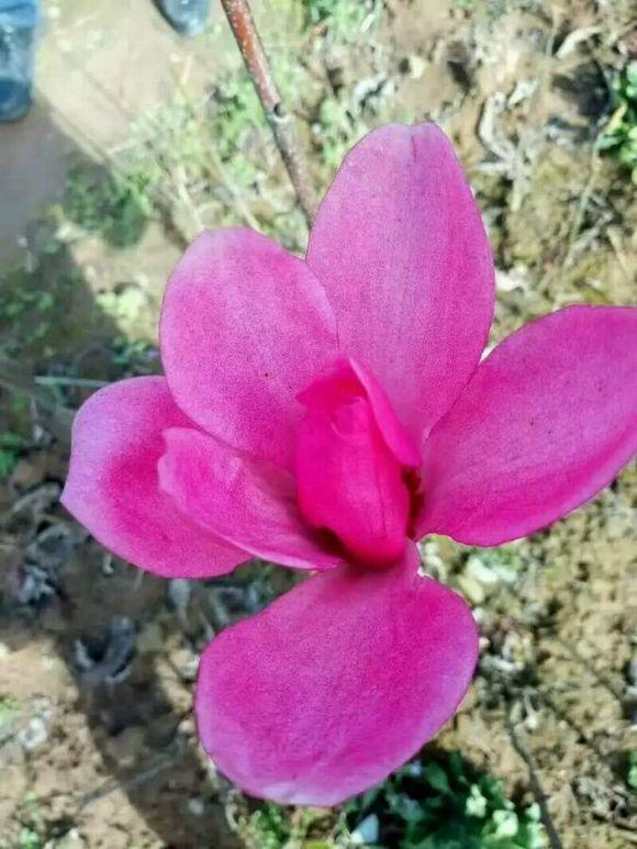 白玉蘭怎么澆水，白玉蘭花多久澆一次水?