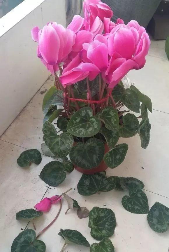 長(cháng)壽花花謝后如何修剪，怎么處理，杜鵑花花謝后怎樣修剪?