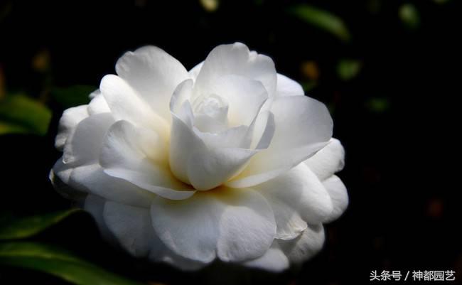 如何使茶梅在元旦開(kāi)花，茶梅開(kāi)白花怎么辦?