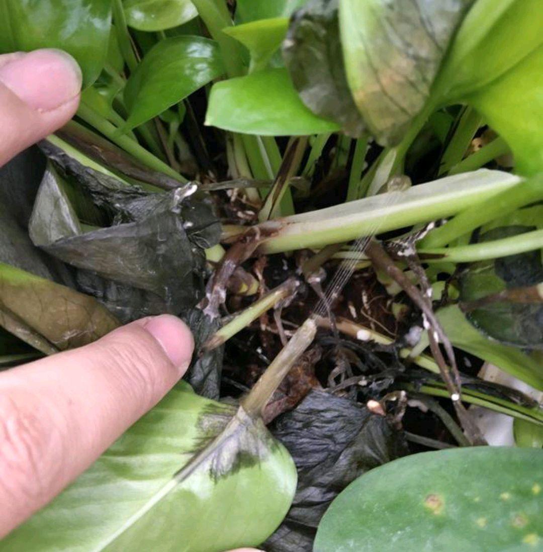 不夜城的分株繁殖，蝴蝶蘭是怎么繁殖的?