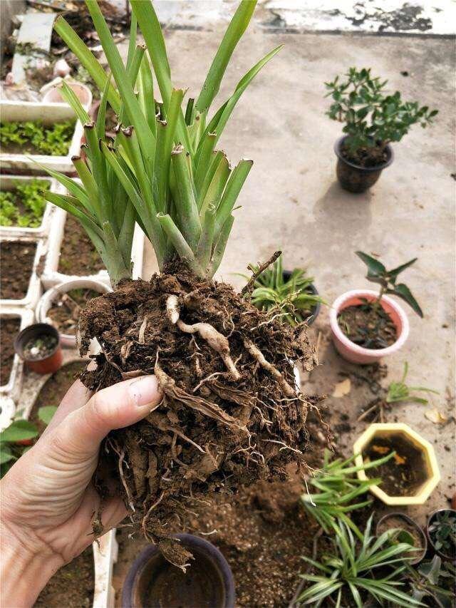 吊蘭冬天怎么過(guò)冬，金邊吊蘭冬天會(huì )凍死嗎?