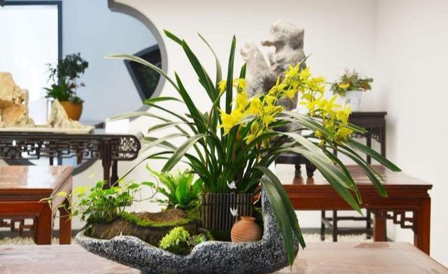 春蘭怎么施肥，春蘭施什么肥比較好?