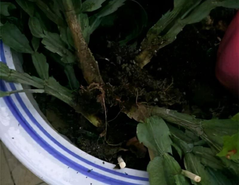 不夜城的分株繁殖，蝴蝶蘭是怎么繁殖的?