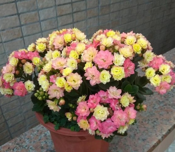 長(cháng)壽花怎么養才能開(kāi)花，不開(kāi)花是什么原因呢，如何讓長(cháng)壽花爆盆開(kāi)花?