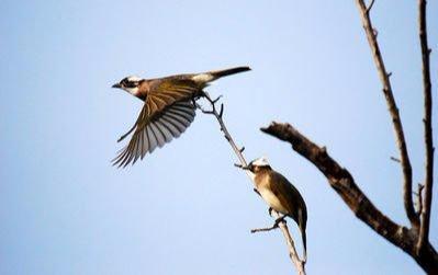 白頭翁的繁殖方法，白頭翁怎么分公母?