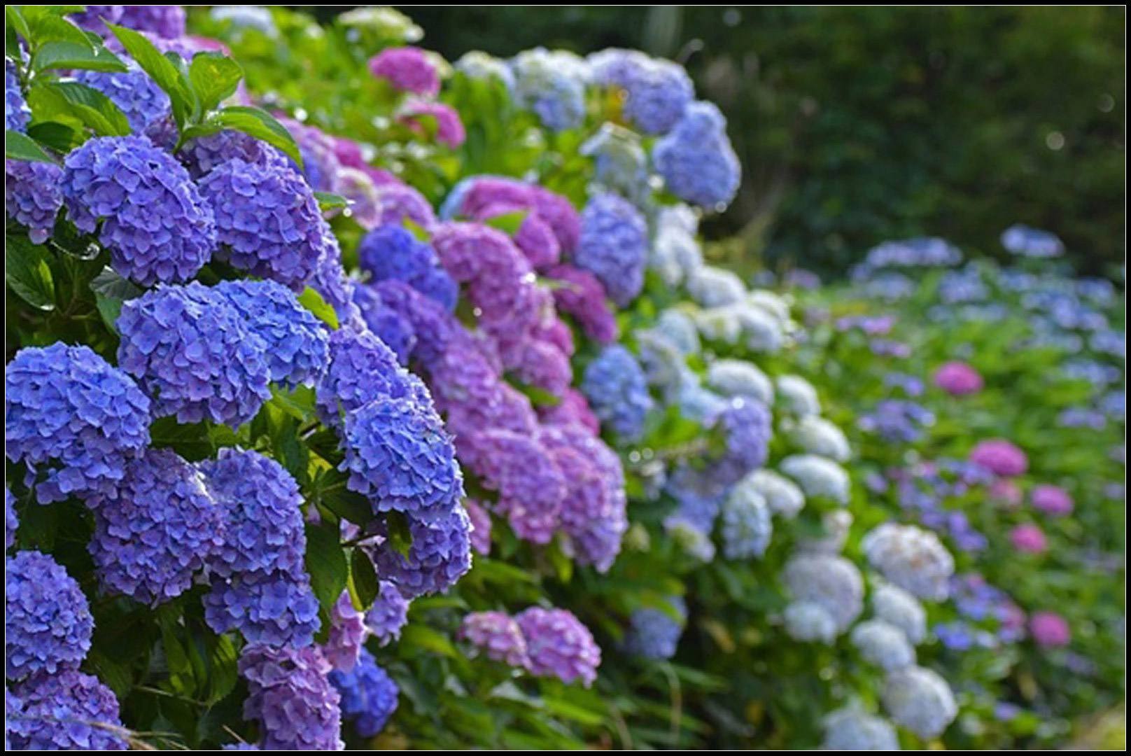 八仙花怎么不開(kāi)花，八仙花圖片?