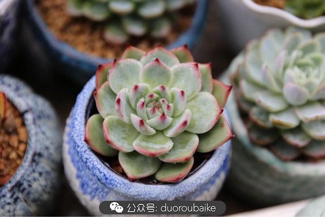 多肉白鳥(niǎo)怎么施肥，白鳥(niǎo)多肉爆盆?