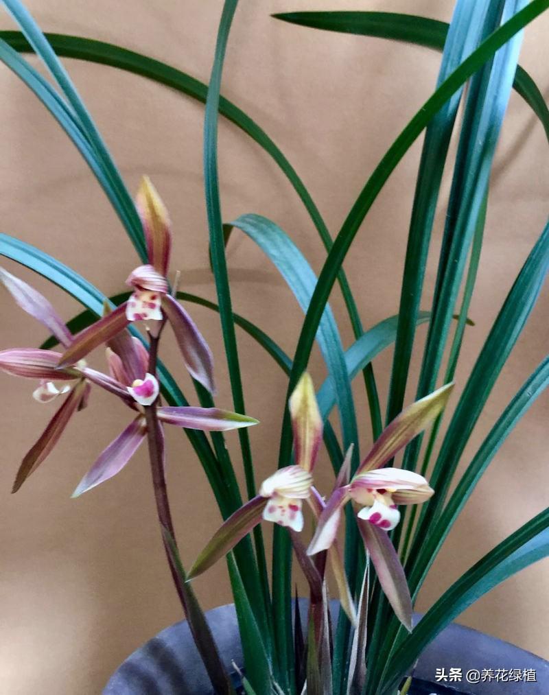 寒蘭開(kāi)花養護，寒蘭幾月開(kāi)花?