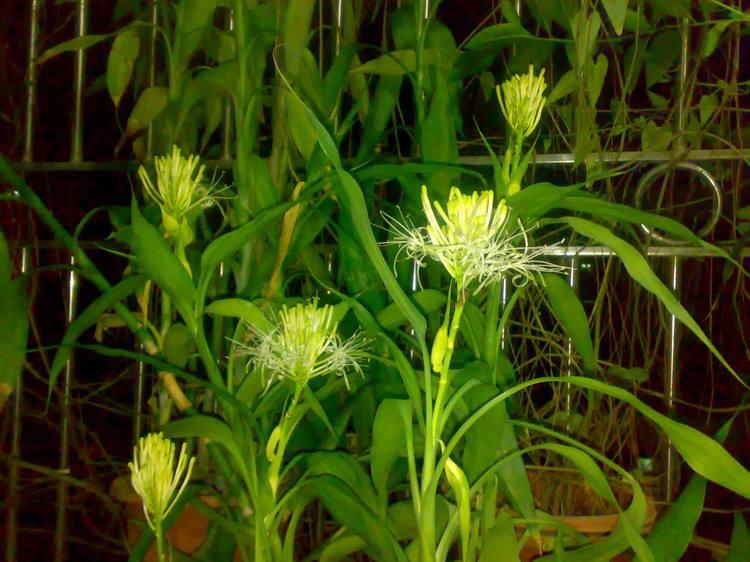 土養富貴竹長(cháng)得太高了怎么辦，土養富貴竹怎么修剪，水培富貴竹可以土養嗎?