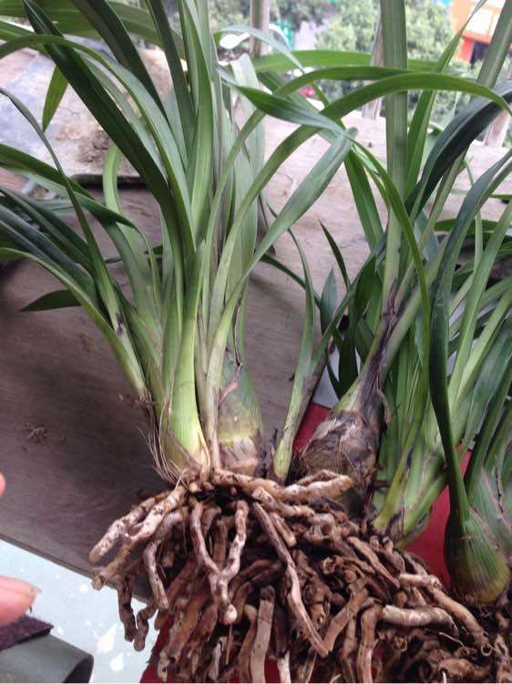 大花蕙蘭如何換盆，怎么分株，大花蕙蘭幾月份換盆?