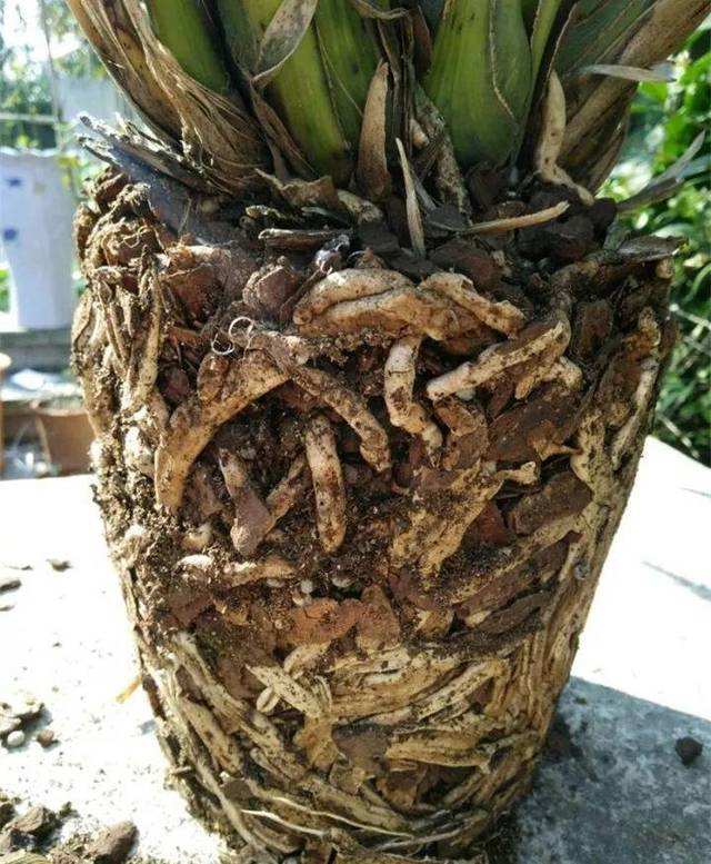 大花蕙蘭如何換盆，怎么分株，大花蕙蘭幾月份換盆?