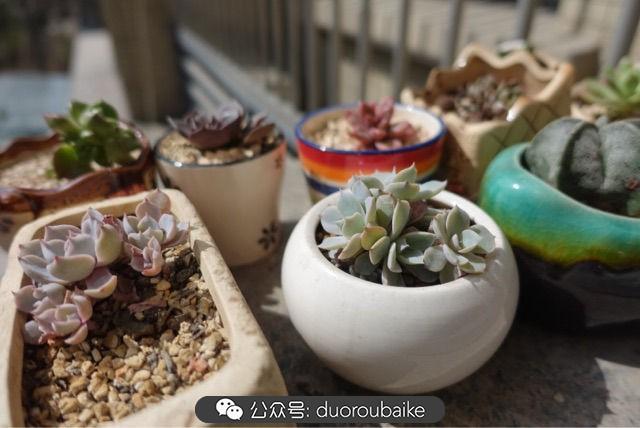 多肉白鳥(niǎo)怎么施肥，白鳥(niǎo)多肉爆盆?