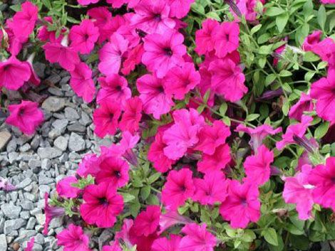 矮牽牛怎么打頂，矮牽牛能活幾年?