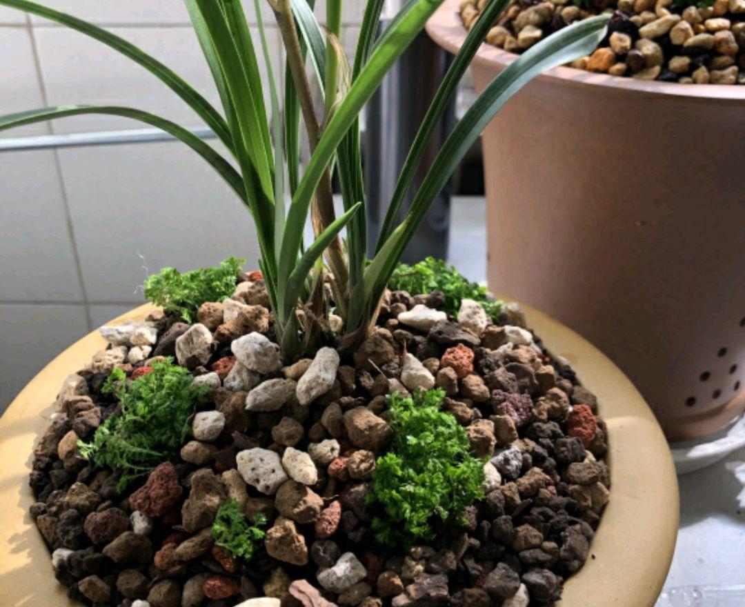 翠云草怎么繁殖，翠云草怎么爆盆?