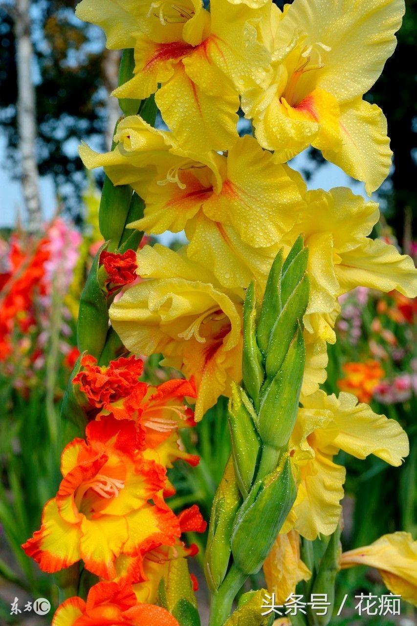 唐菖蒲什么時(shí)候開(kāi)花，唐菖蒲一年開(kāi)幾次花?