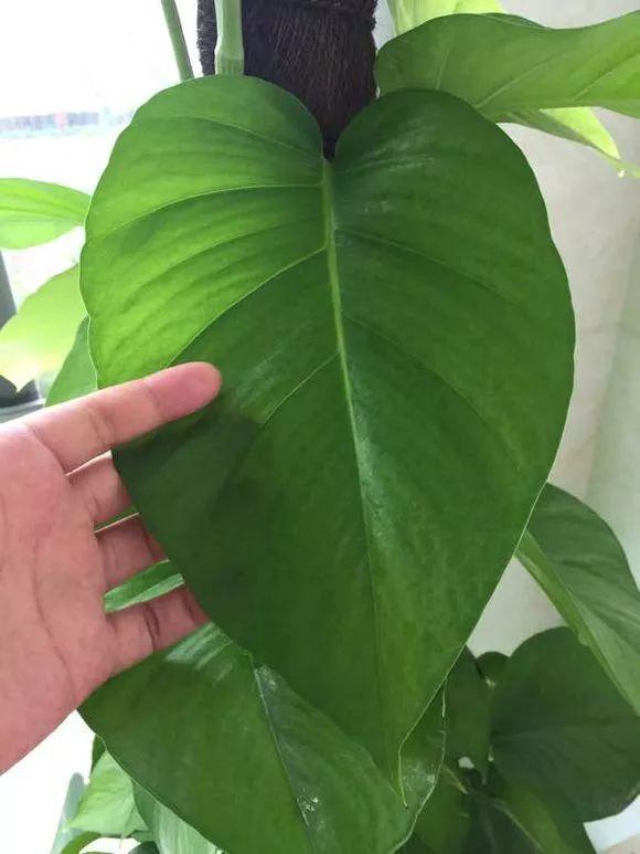 長(cháng)壽花施肥方法，用什么肥好，長(cháng)壽花用什么肥好什么時(shí)候施肥合適?