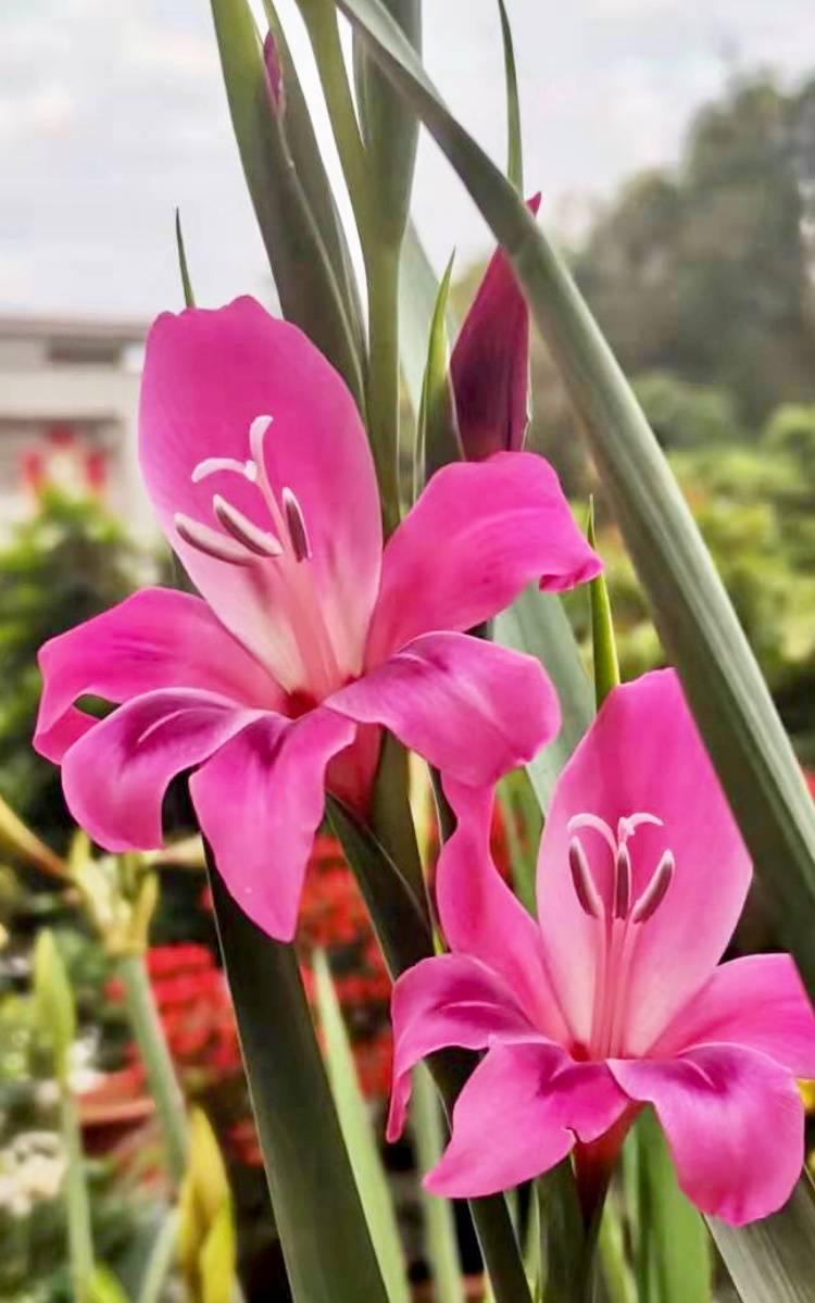 唐菖蒲(劍蘭)怎么施肥，水養劍蘭是否要剝掉葉子?