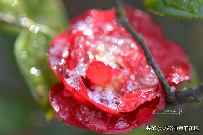 如何使茶梅在圣誕開(kāi)花，茶梅開(kāi)白花怎么辦?