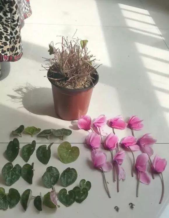 長(cháng)壽花花謝后如何修剪，怎么處理，杜鵑花花謝后怎樣修剪?