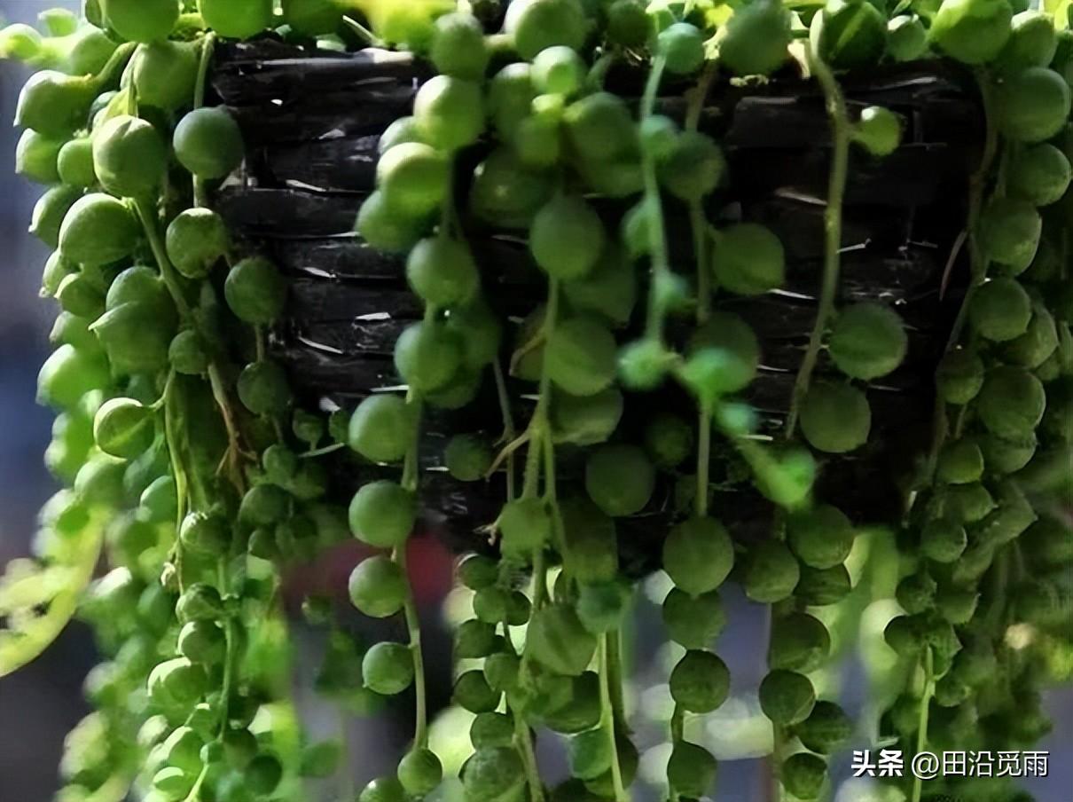 魚(yú)嘴吊蘭怎么養殖方法，怎么施肥，小嘴魚(yú)能養殖嗎?