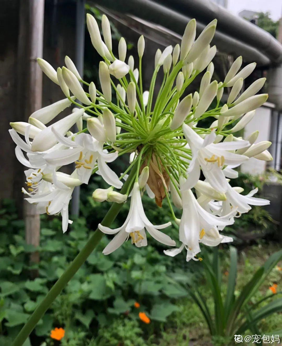 百子蓮怎么過(guò)冬，百子蓮冬天會(huì )凍死嗎?