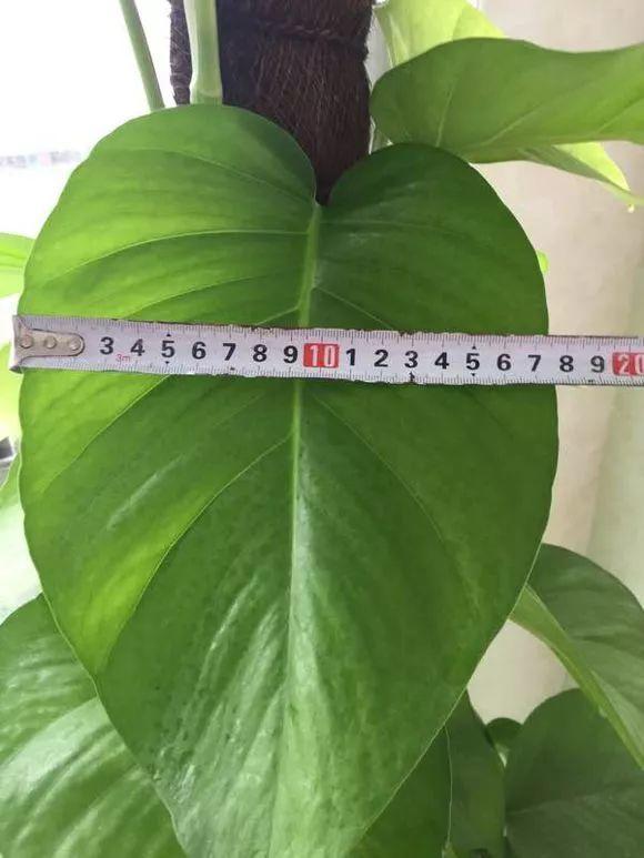 長(cháng)壽花施肥方法，用什么肥好，長(cháng)壽花用什么肥好什么時(shí)候施肥合適?